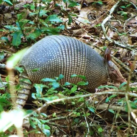 thumbnail for publication: Baiting the Nine-Banded Armadillo
